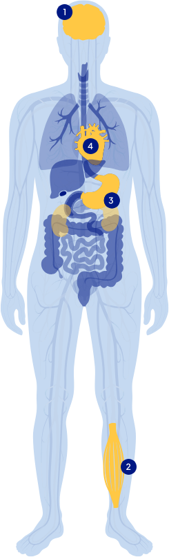 A magnézium és a Magne B6 szedésének jótékony hatásai a szervezetre